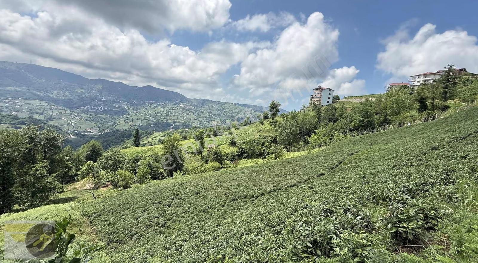 *of Gayrimenkul* Yemişalan Köyü 2.500m2 Satılık Arsa - Görsel 6