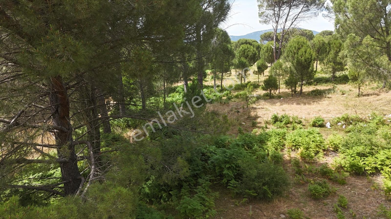 Realiva'dan Bergama Göbeller'de 4527 M2 Satılık Fıstıklık - Görsel 11