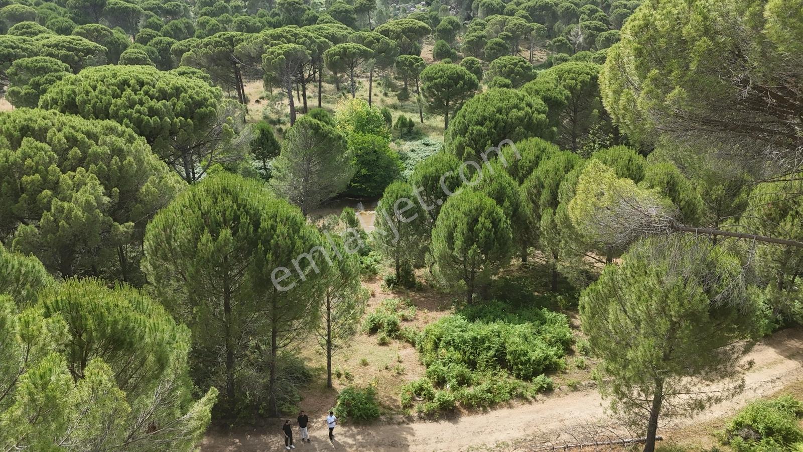 Realiva'dan Bergama Göbeller'de 4527 M2 Satılık Fıstıklık - Görsel 7