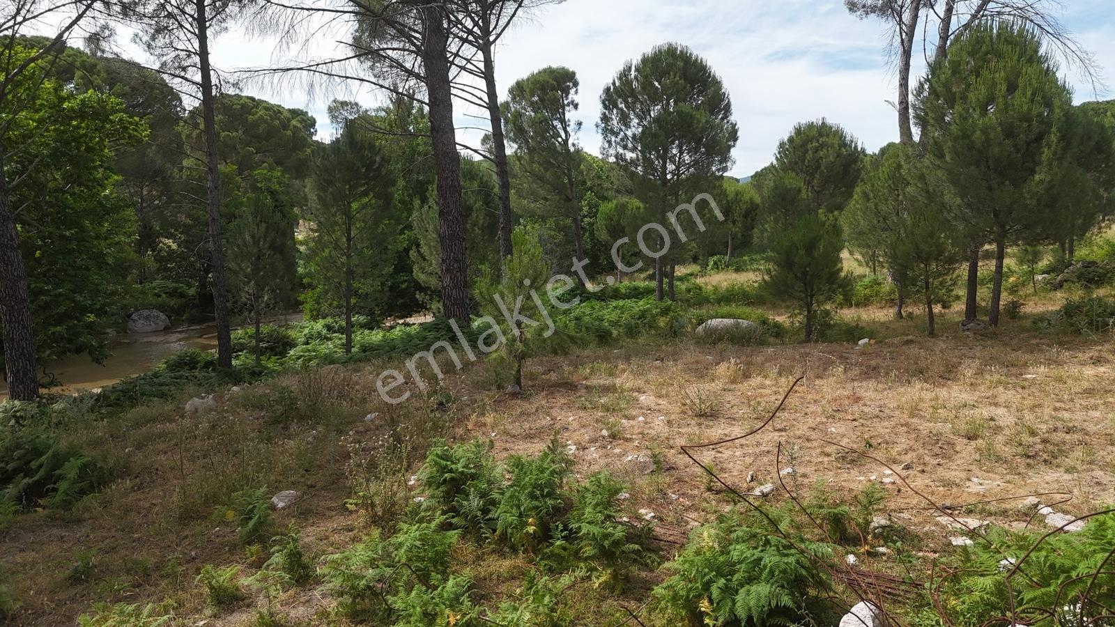 Realiva'dan Bergama Göbeller'de 4527 M2 Satılık Fıstıklık - Görsel 17