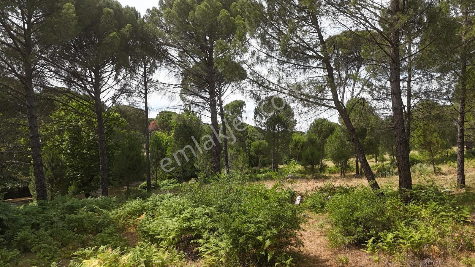 Realiva'dan Bergama Göbeller'de 4527 M2 Satılık Fıstıklık - Görsel 16