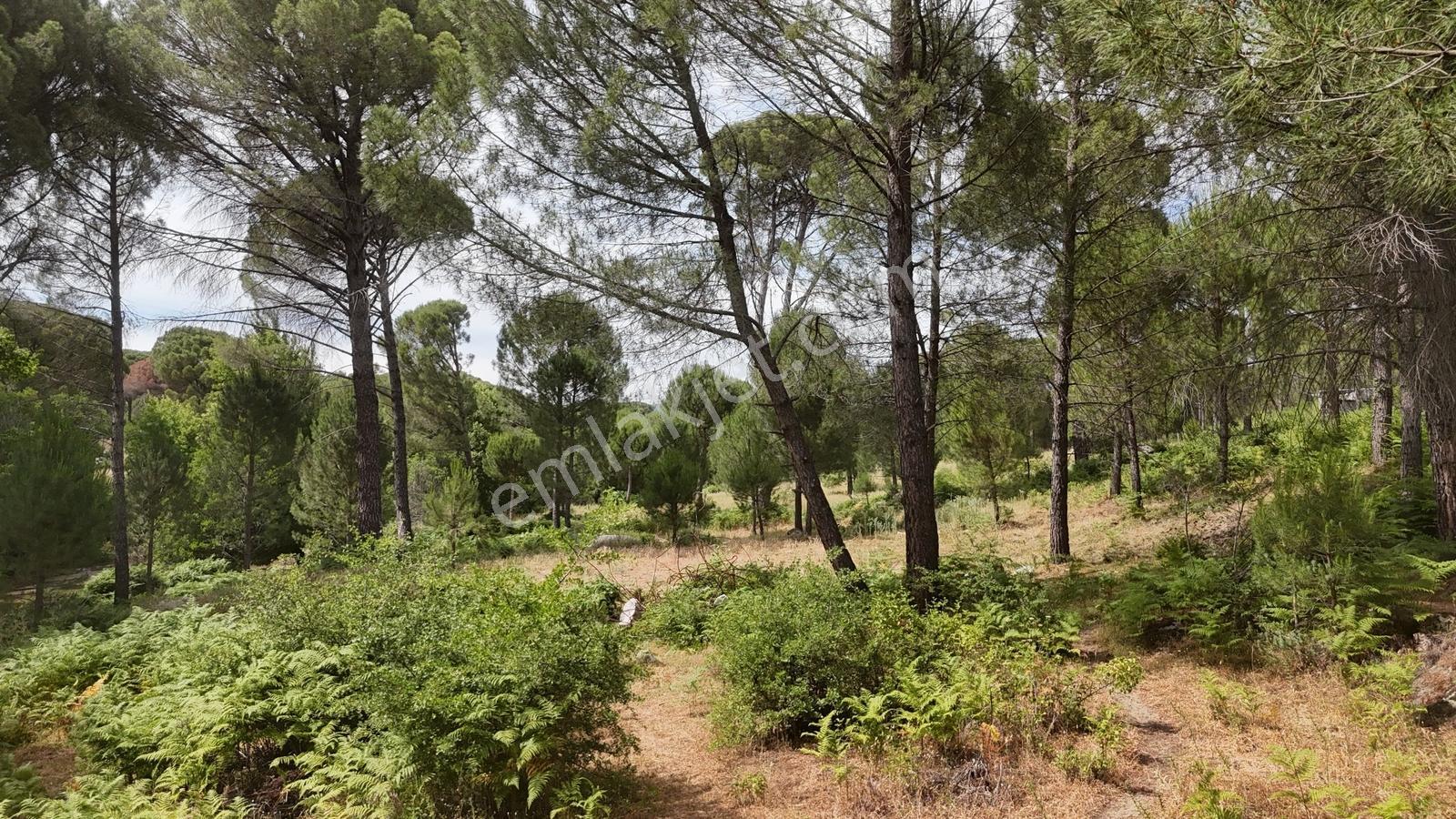 Realiva'dan Bergama Göbeller'de 4527 M2 Satılık Fıstıklık - Görsel 4