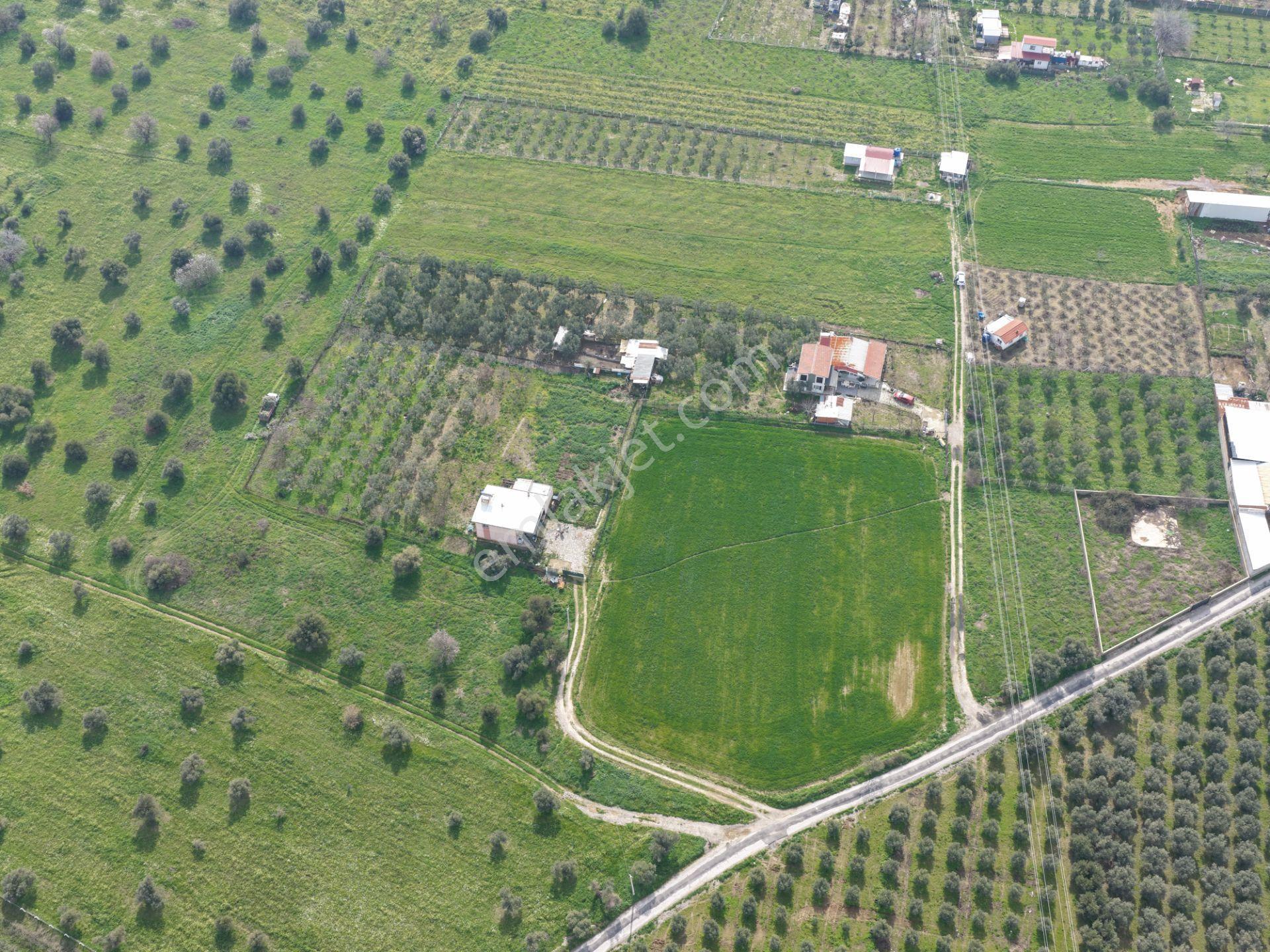 Kemalpaşa Armutlu | Kadastral Yolu Var | 11.920 M2 Satılık Arazi - Görsel 12