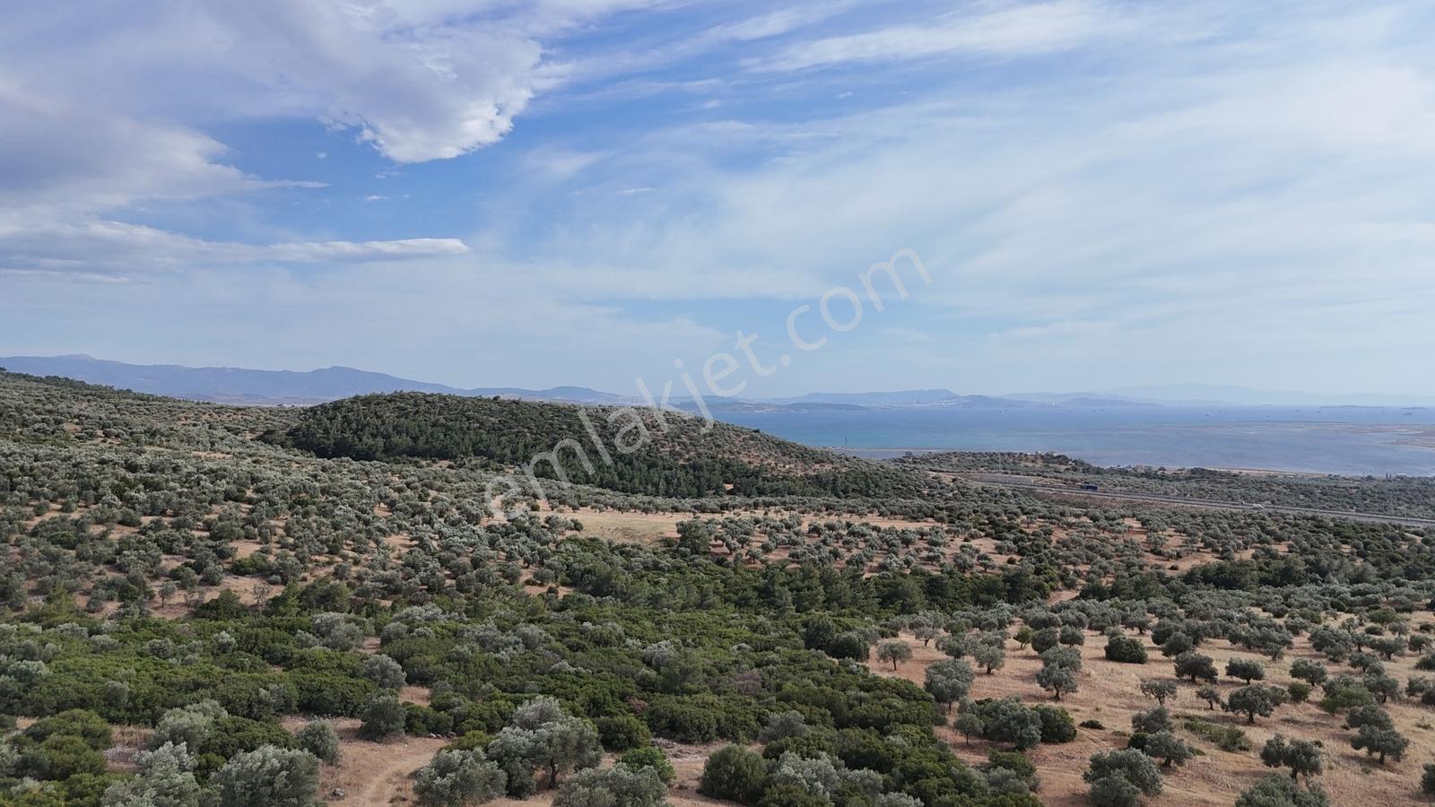 Realiva'dan Bergama Zeytindağda Satılık 10185 M2 Zeytinlik - Görsel 5