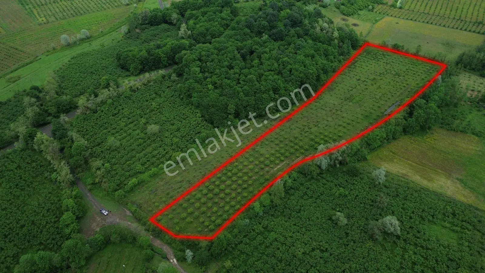 Görgülü Emlaktan Termede 16.937m² Fındık Bahçesi - Görsel 4