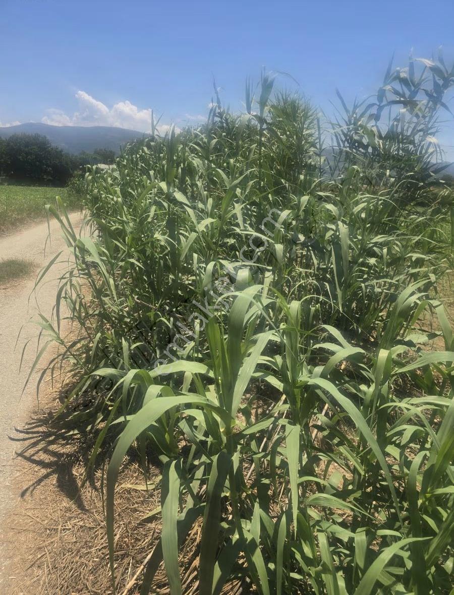 Tire Arslan Emlaktan 4600 M2 Toki Mh.satılık Yol Kenarı Tarla - Görsel 2
