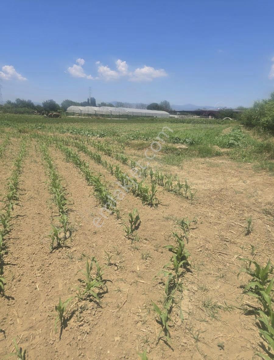 Tire Arslan Emlaktan 4600 M2 Toki Mh.satılık Yol Kenarı Tarla - Görsel 3