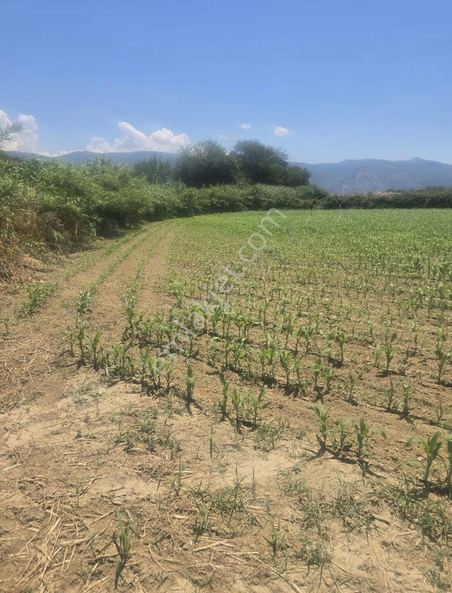 Tire Arslan Emlaktan 4600 M2 Toki Mh.satılık Yol Kenarı Tarla - Görsel 8