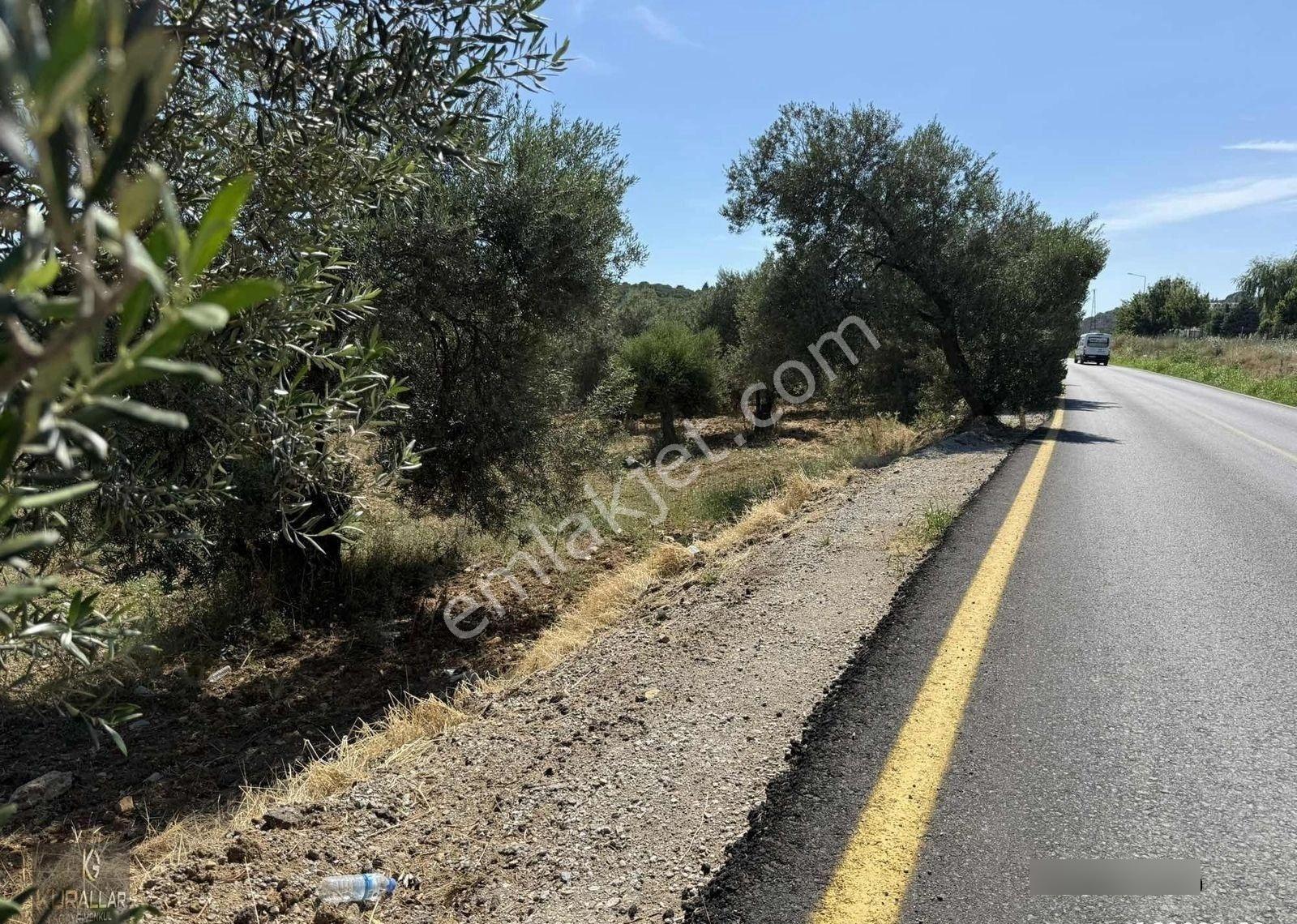 Artur Tatil Sitesine Komşu Eşsiz Fırsat Zeytinlik - Görsel 5