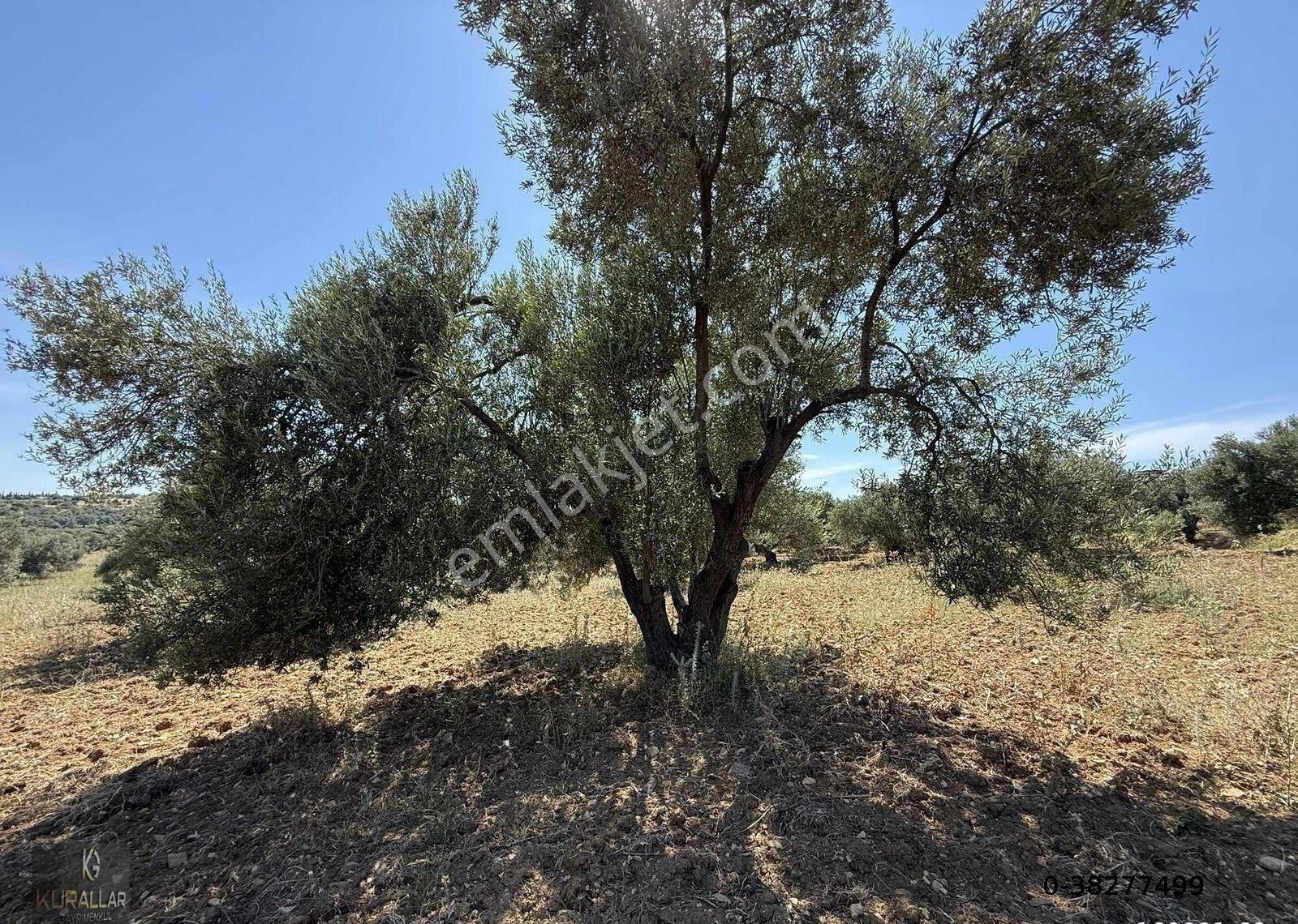 Artur Tatil Sitesine Komşu Eşsiz Fırsat Zeytinlik - Görsel 14