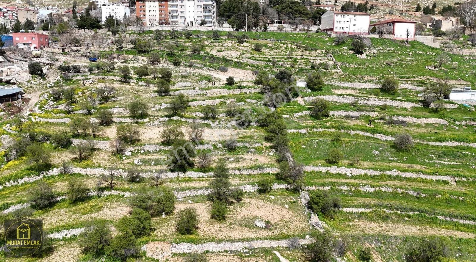 Murat Emlaktan Ordu Evi Yani 10.5 Dönüm Manzaralı Arazi Satılık - Görsel 10