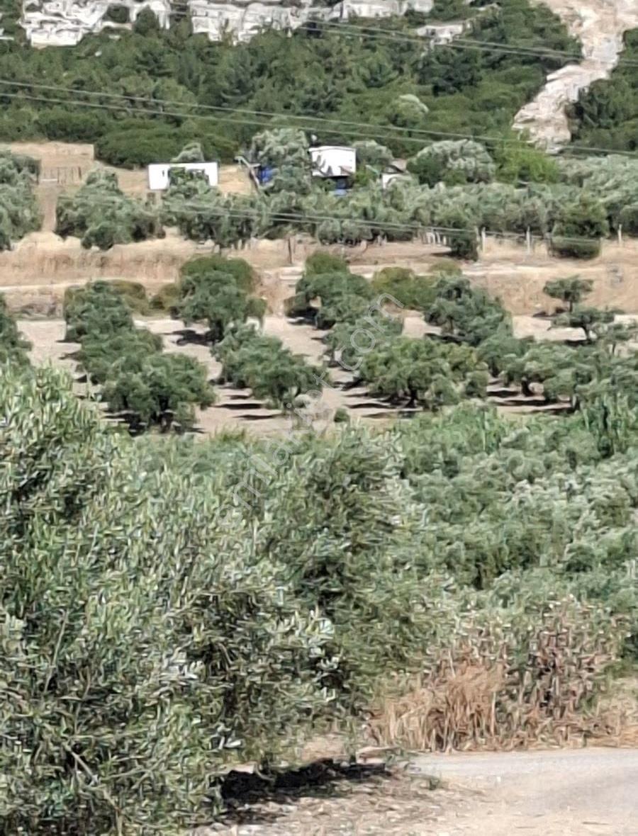 Foça Gerenköyde 246 M2 Zeytinlik Acil Satılık - Görsel 23