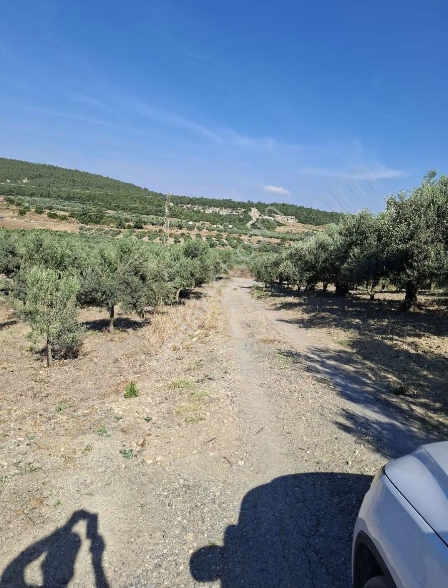 Foça Gerenköyde 246 M2 Zeytinlik Acil Satılık - Görsel 2