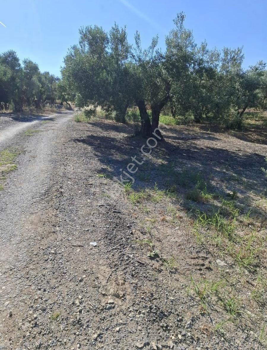 Foça Gerenköyde 246 M2 Zeytinlik Acil Satılık - Görsel 7