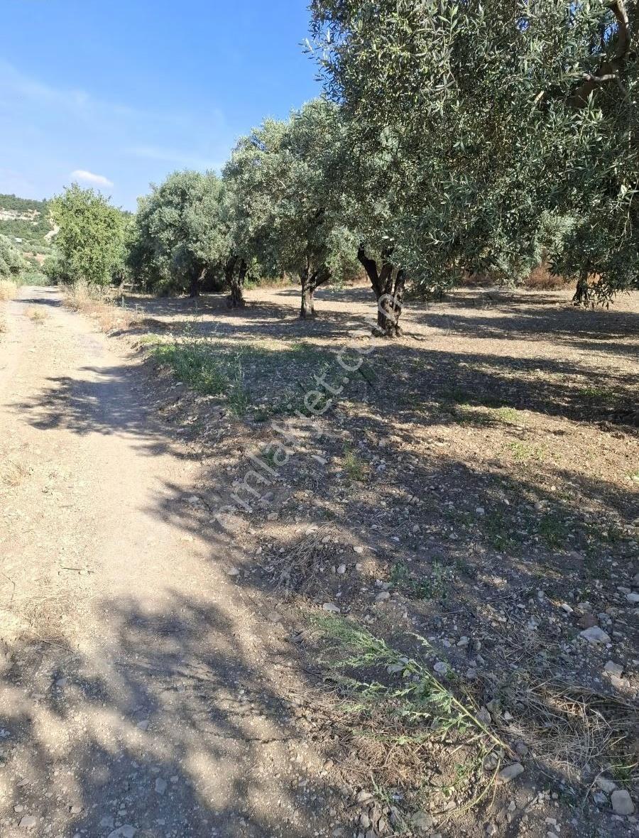 Foça Gerenköyde 246 M2 Zeytinlik Acil Satılık - Görsel 8