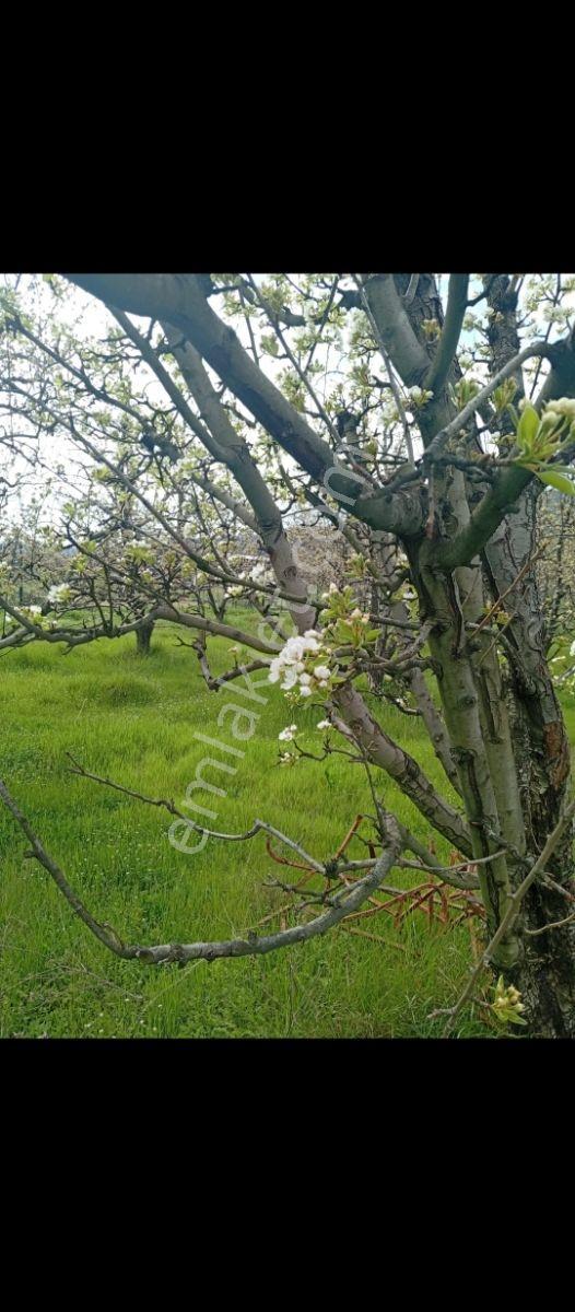 Kestel Gölcük'te Satılık Hobi Bahçesi - Görsel 4