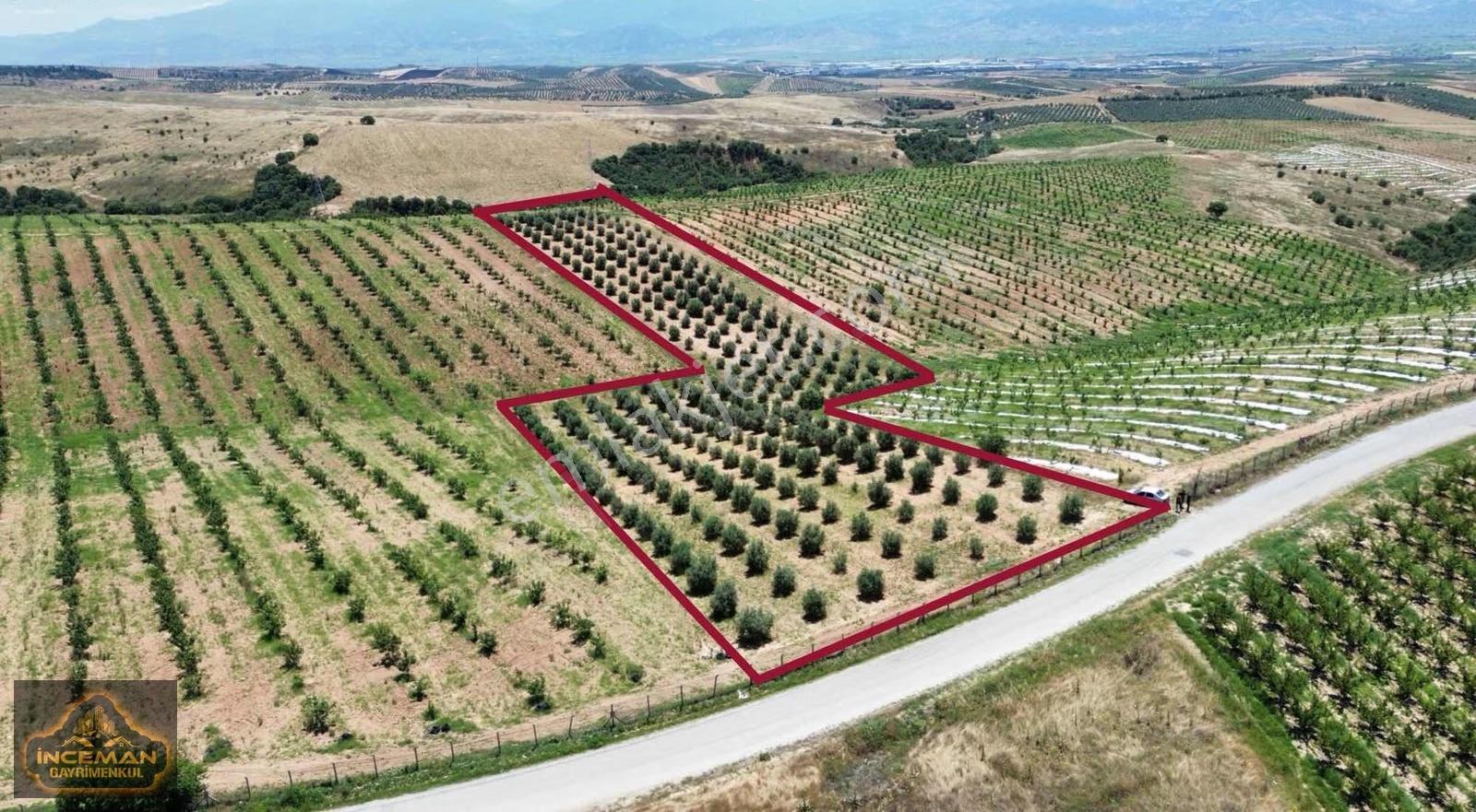 9,621m2 Tek Tapu Trilye Cinsi Asfalt Yola Cepheli Zeytinlik - Görsel 7