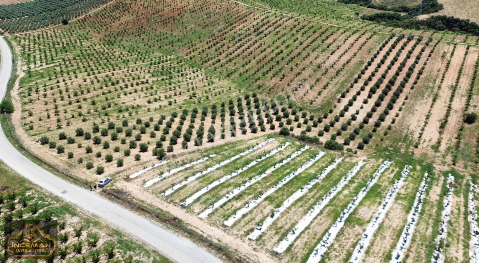 9,621m2 Tek Tapu Trilye Cinsi Asfalt Yola Cepheli Zeytinlik - Görsel 6
