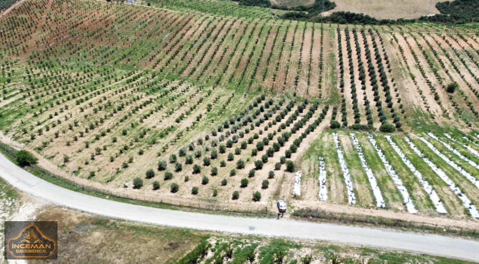 9,621m2 Tek Tapu Trilye Cinsi Asfalt Yola Cepheli Zeytinlik