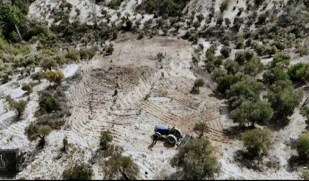 Arslanyazı Da Yolu Açık Zeytin Ekili 4 Dönüm Fırsat Parsel - Görsel 4
