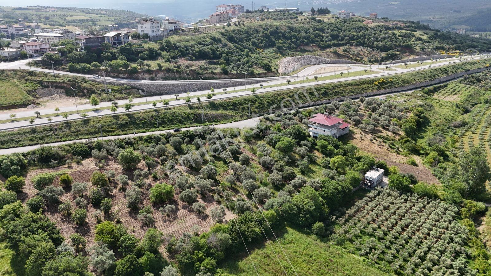Altınözü Fatiklide Yola Sıfır Düz 3.4 Dönüm Parsel - Görsel 5