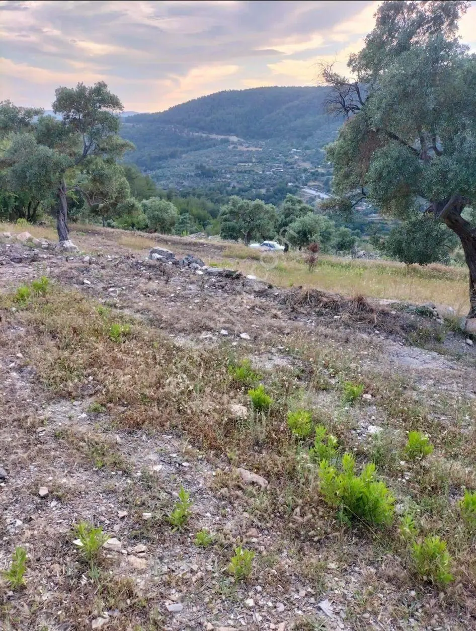 Elvan Özçelik'den Ören Kalem'de Satılık Zeytinli Tarla - Görsel 5