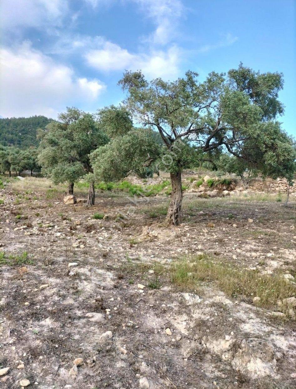 Elvan Özçelik'den Ören Kalem'de Satılık Zeytinli Tarla