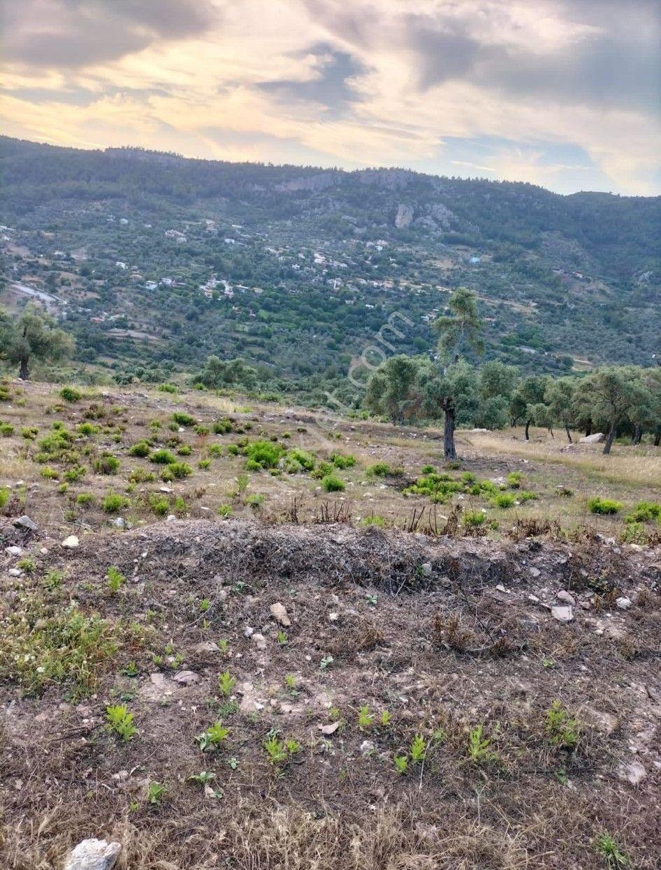 Elvan Özçelik'den Ören Kalem'de Satılık Zeytinli Tarla - Görsel 10