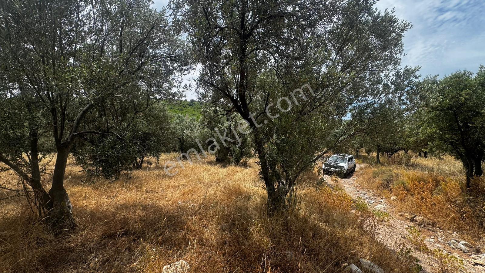 Çanakkale Ezine Geyiklide Satılık Zeytinlik - Görsel 15