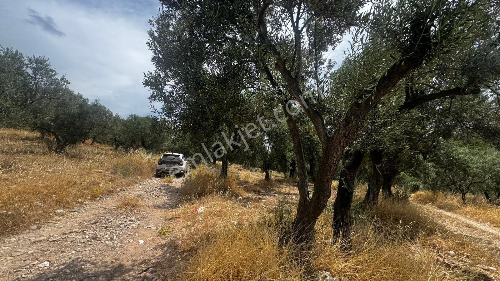 Çanakkale Ezine Geyiklide Satılık Zeytinlik - Görsel 6