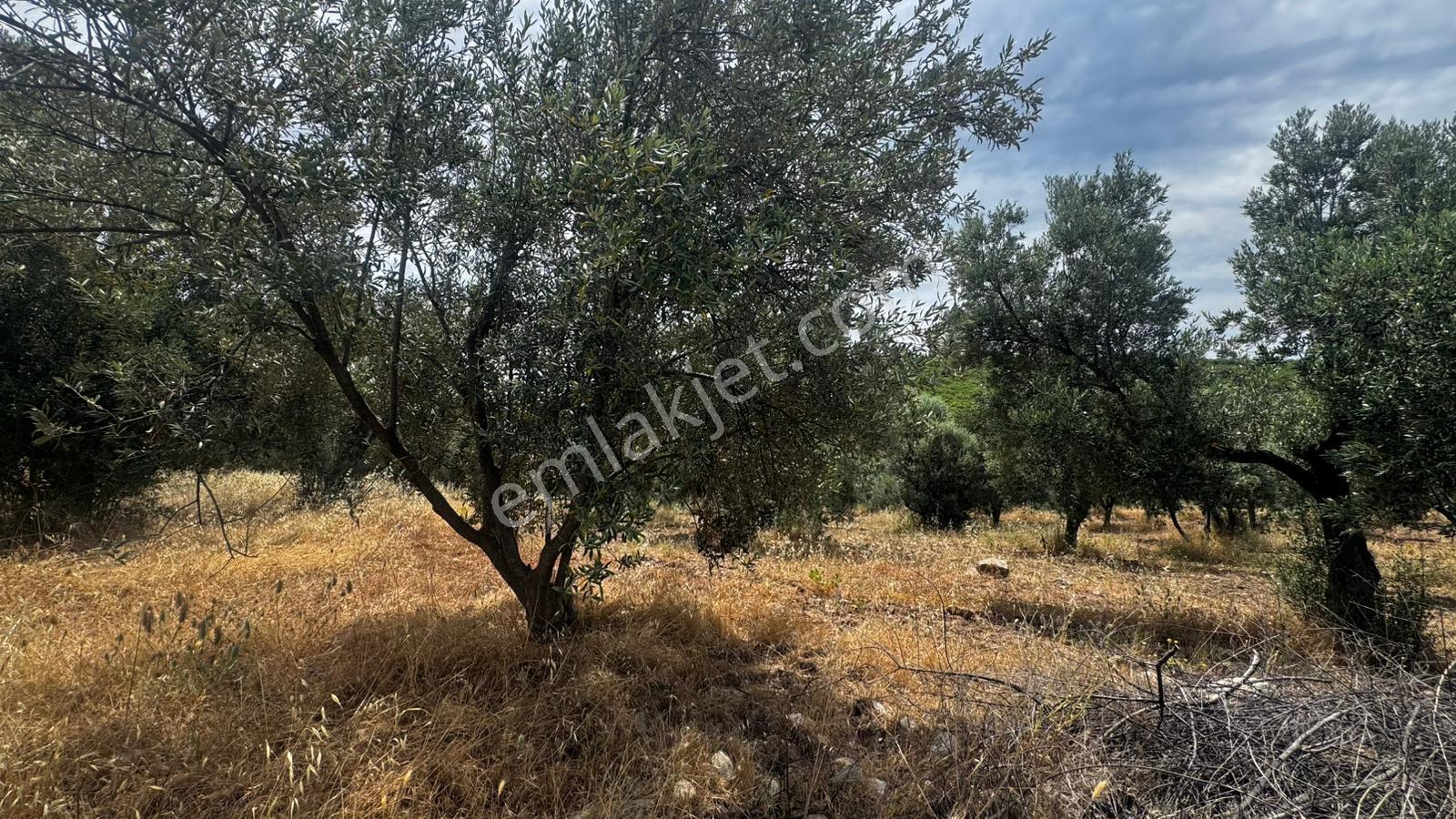 Çanakkale Ezine Geyiklide Satılık Zeytinlik - Görsel 9