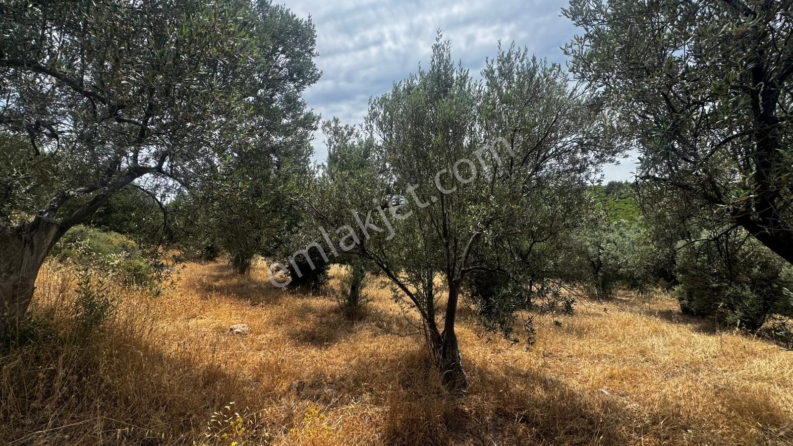 Çanakkale Ezine Geyiklide Satılık Zeytinlik - Görsel 5
