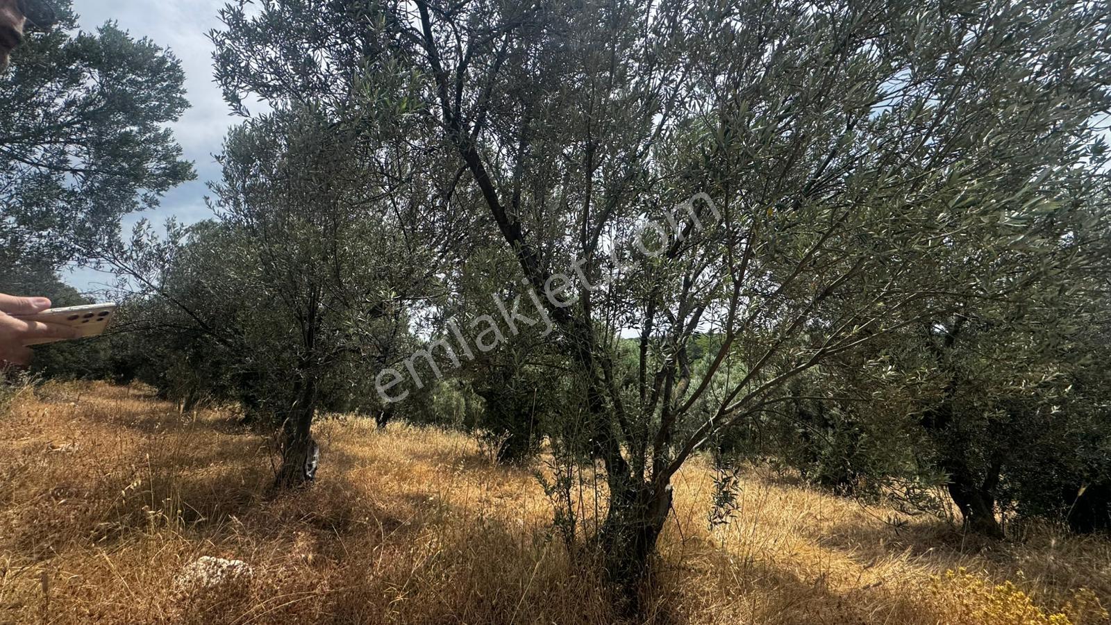 Çanakkale Ezine Geyiklide Satılık Zeytinlik - Görsel 4