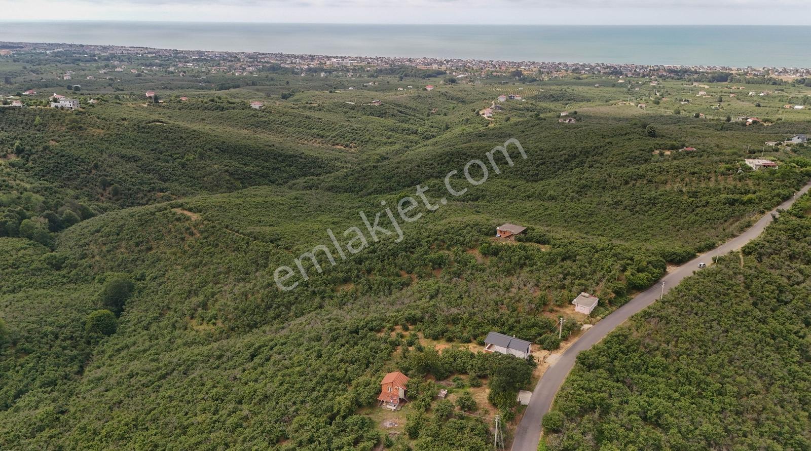 Kocaali Alandere De 4.411 M2 Asfalt Yola Cephe Fındık Bahçesi - Görsel 19