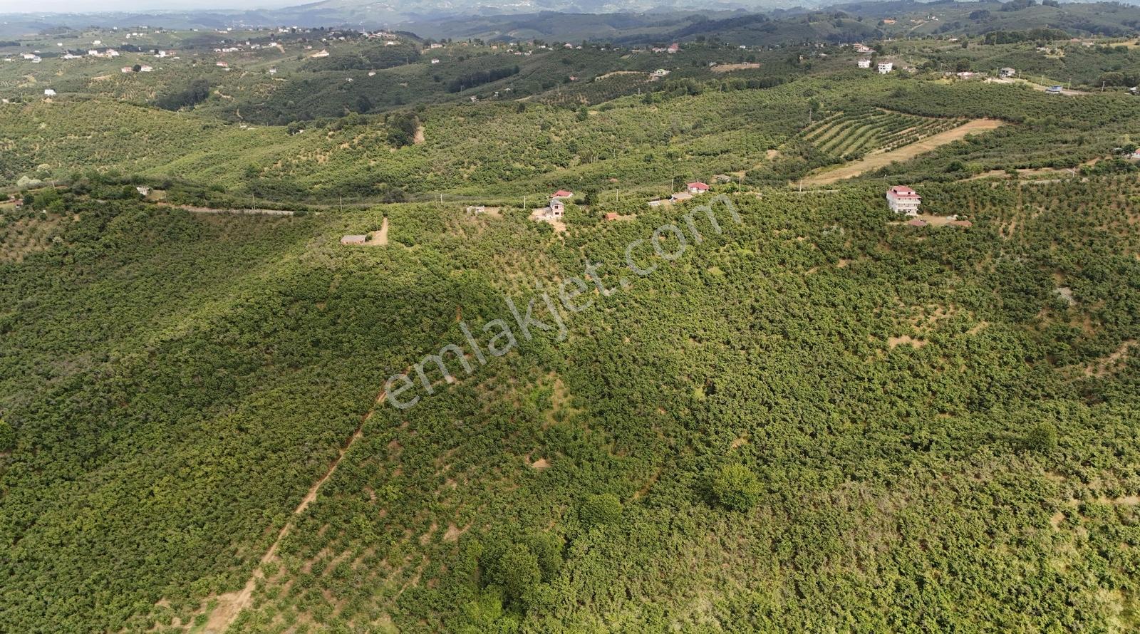 Kocaali Alandere De 4.411 M2 Asfalt Yola Cephe Fındık Bahçesi - Görsel 20
