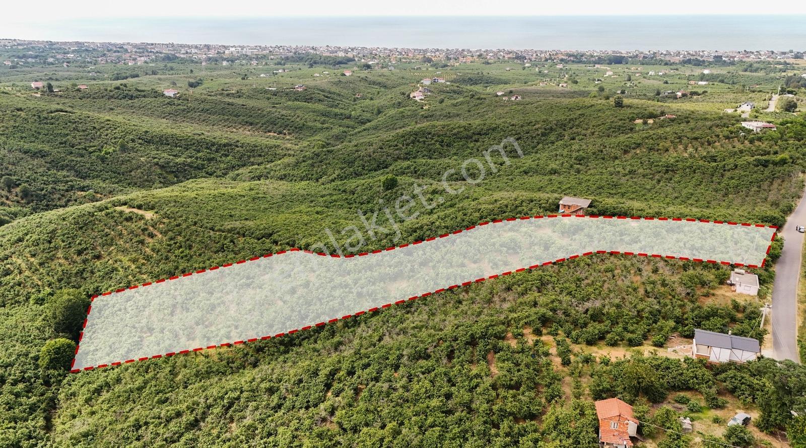 Kocaali Alandere De 4.411 M2 Asfalt Yola Cephe Fındık Bahçesi - Görsel 3