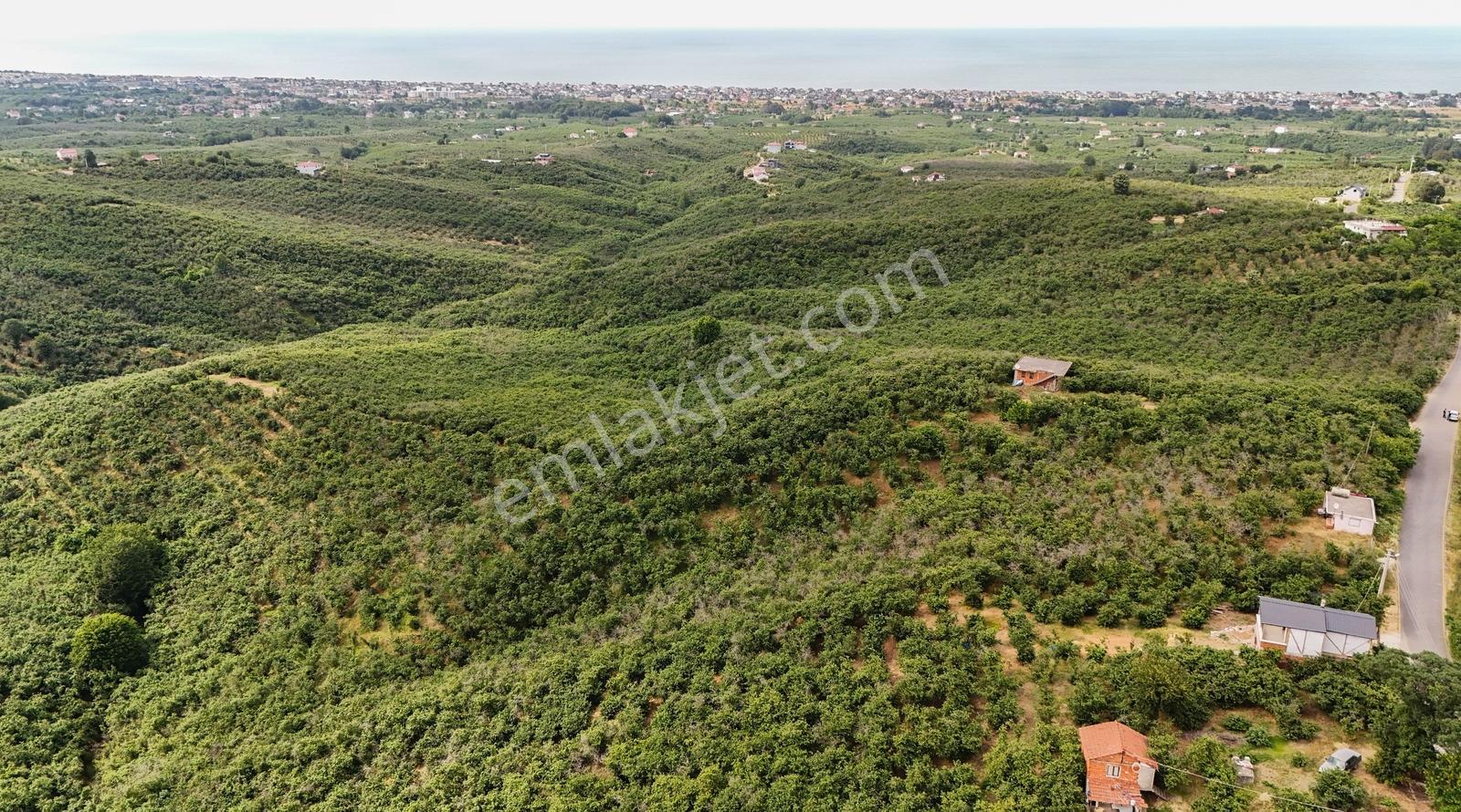 Kocaali Alandere De 4.411 M2 Asfalt Yola Cephe Fındık Bahçesi - Görsel 9