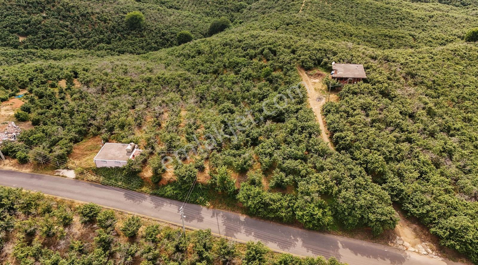 Kocaali Alandere De 4.411 M2 Asfalt Yola Cephe Fındık Bahçesi - Görsel 18