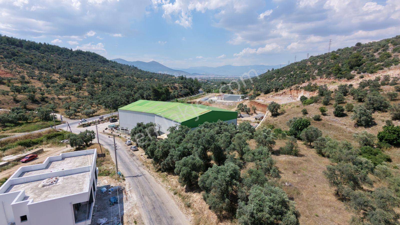 Milas Beçin Satılık İmarlı Arsa Ve Zeytinlik - Görsel 21