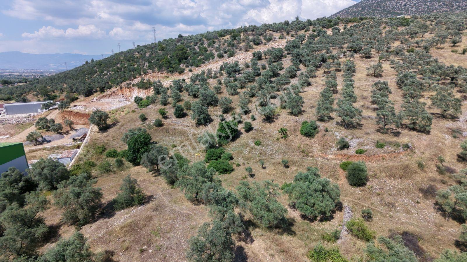 Milas Beçin Satılık İmarlı Arsa Ve Zeytinlik - Görsel 8