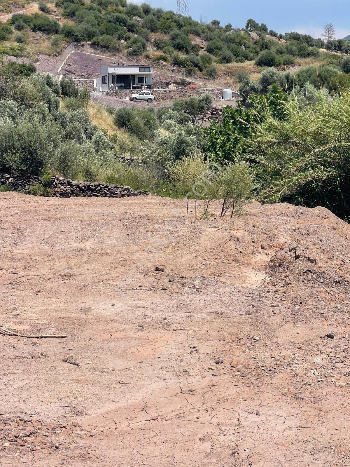 Bodrum Gökpınar Köyü'nde 817 M2 Zeytinlik - Görsel 3