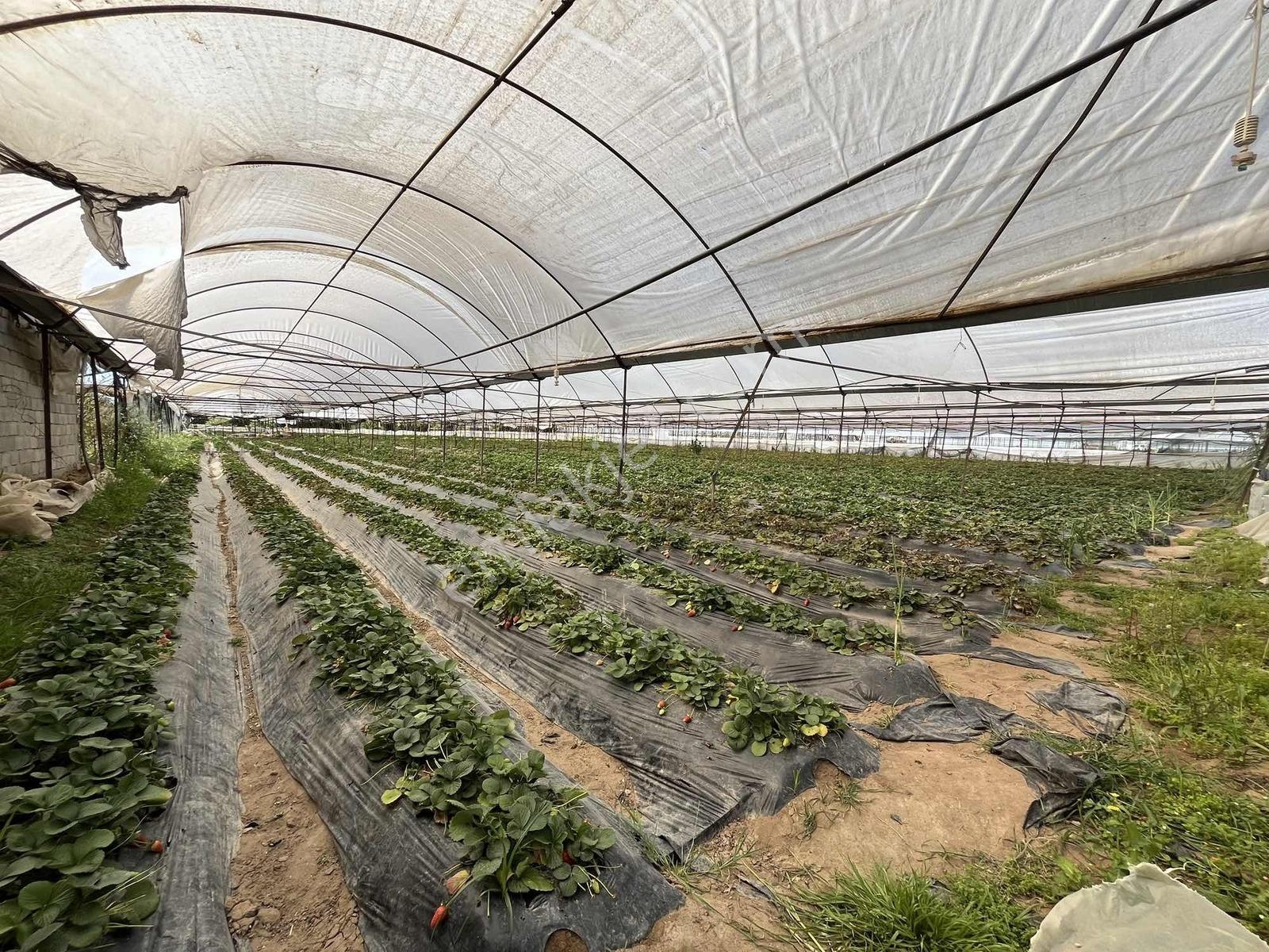Kemerağzı'nda Asfalt Yola Sıfır 4.450 M2 Çilek Tarlası