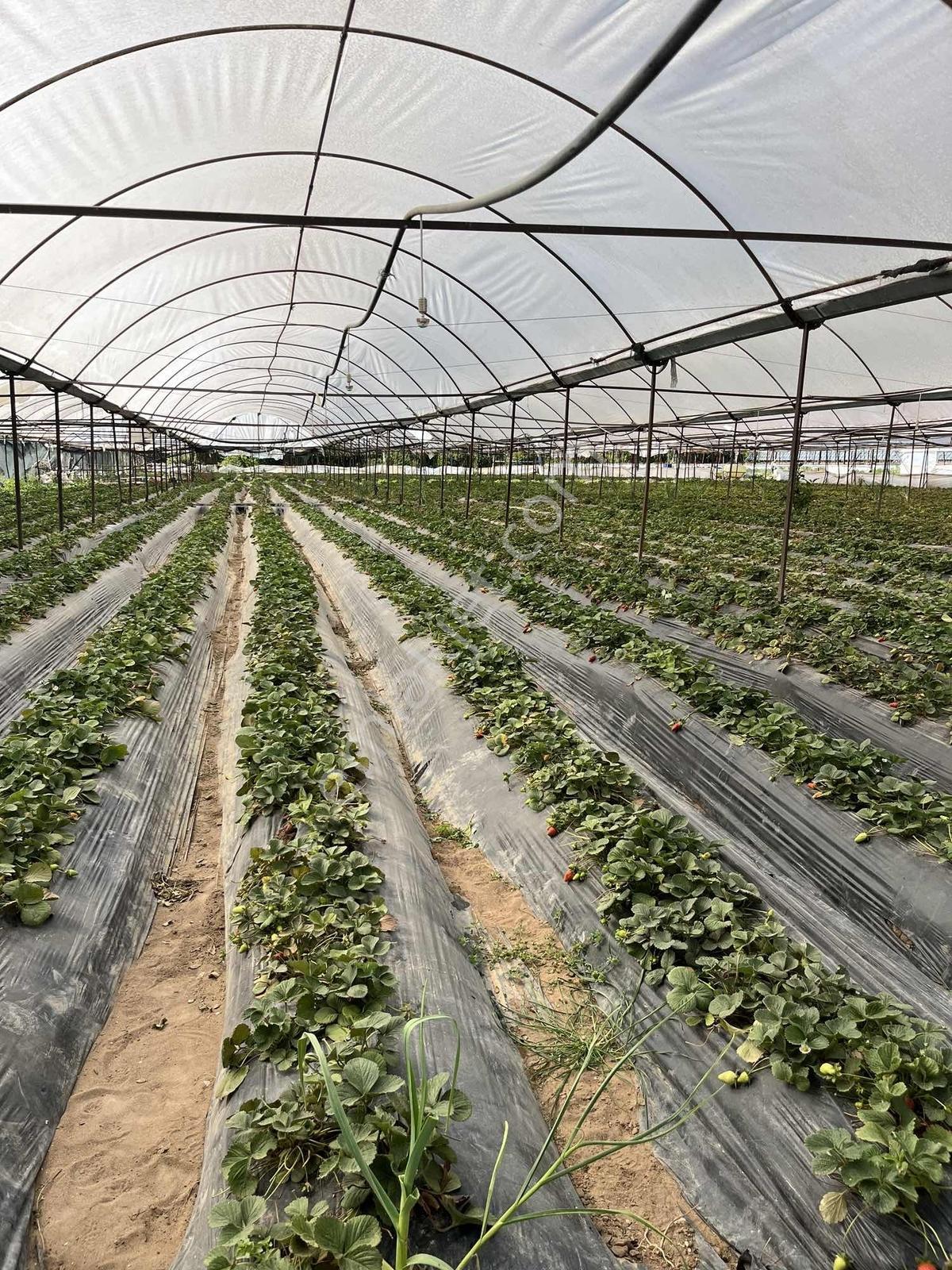 Kemerağzı'nda Asfalt Yola Sıfır 4.450 M2 Çilek Tarlası - Görsel 6
