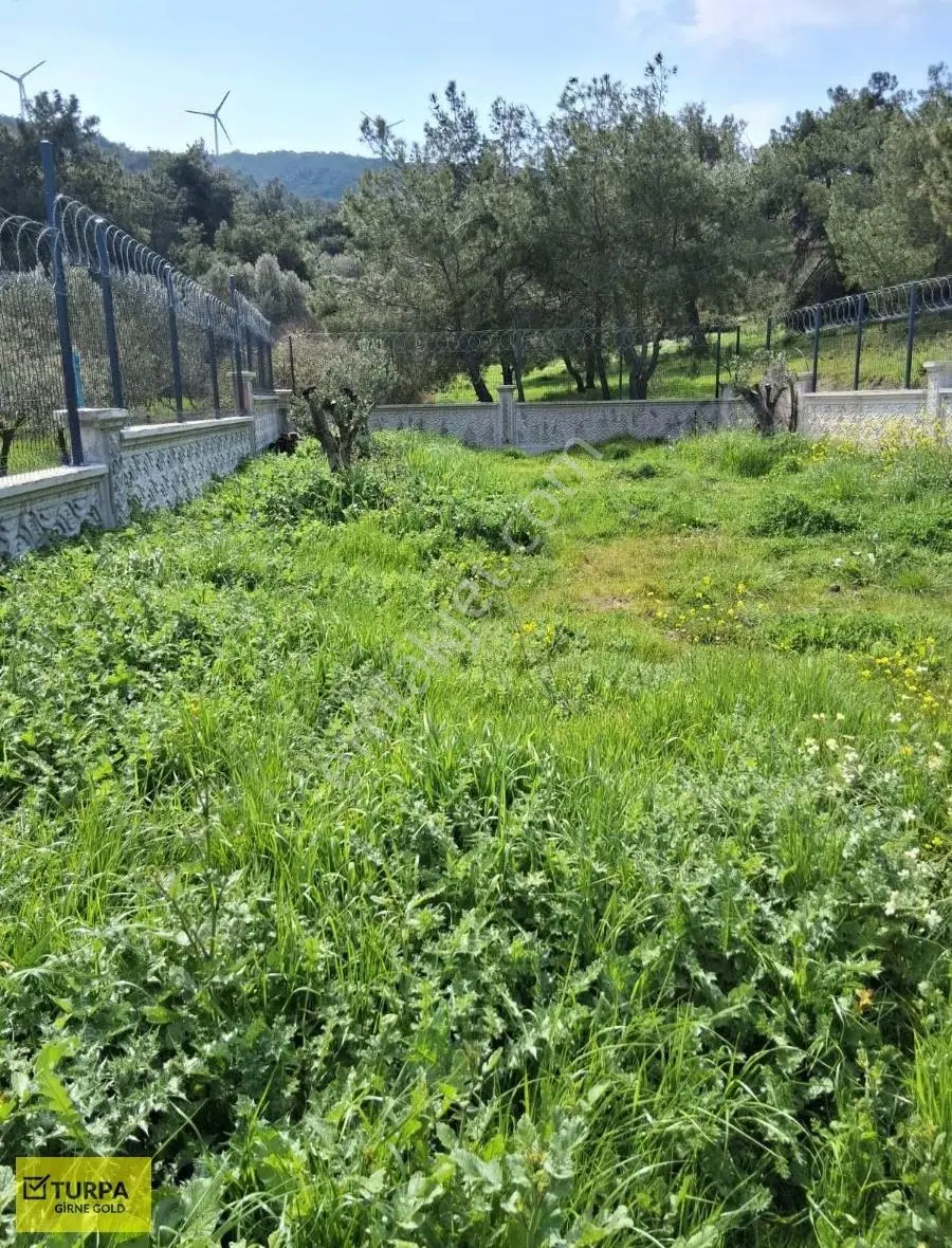 İzmir Foça Kozbeyli De Satılık Zeytin Ağaçlı Tarla