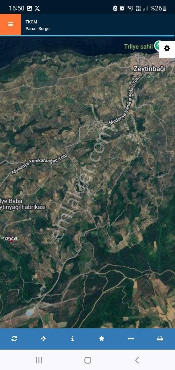 Anıl Emlak Tan Talatbeyde Deniz Man. Müs. Tapu 4225 M2 Zeytinlik - Görsel 2
