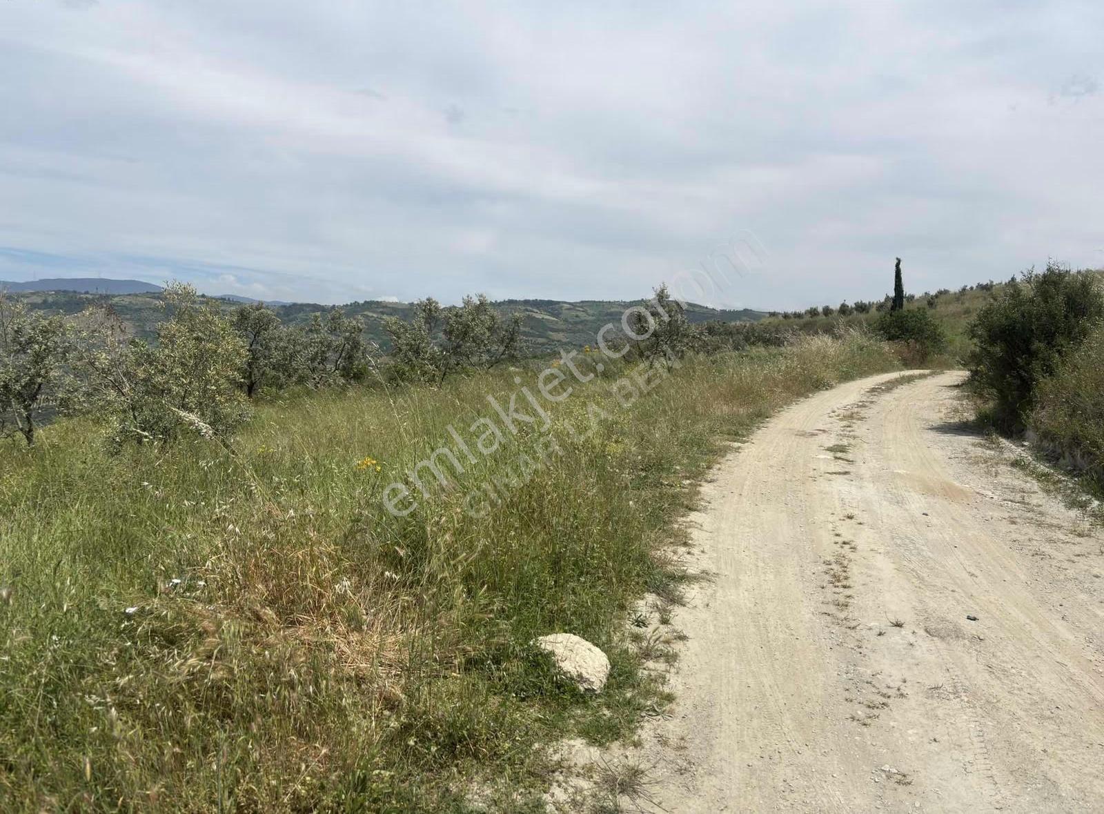 İznik Tacirde 4311 M² 180 Ağaçlı Kaynak Sulu Zeytinlik - Görsel 16