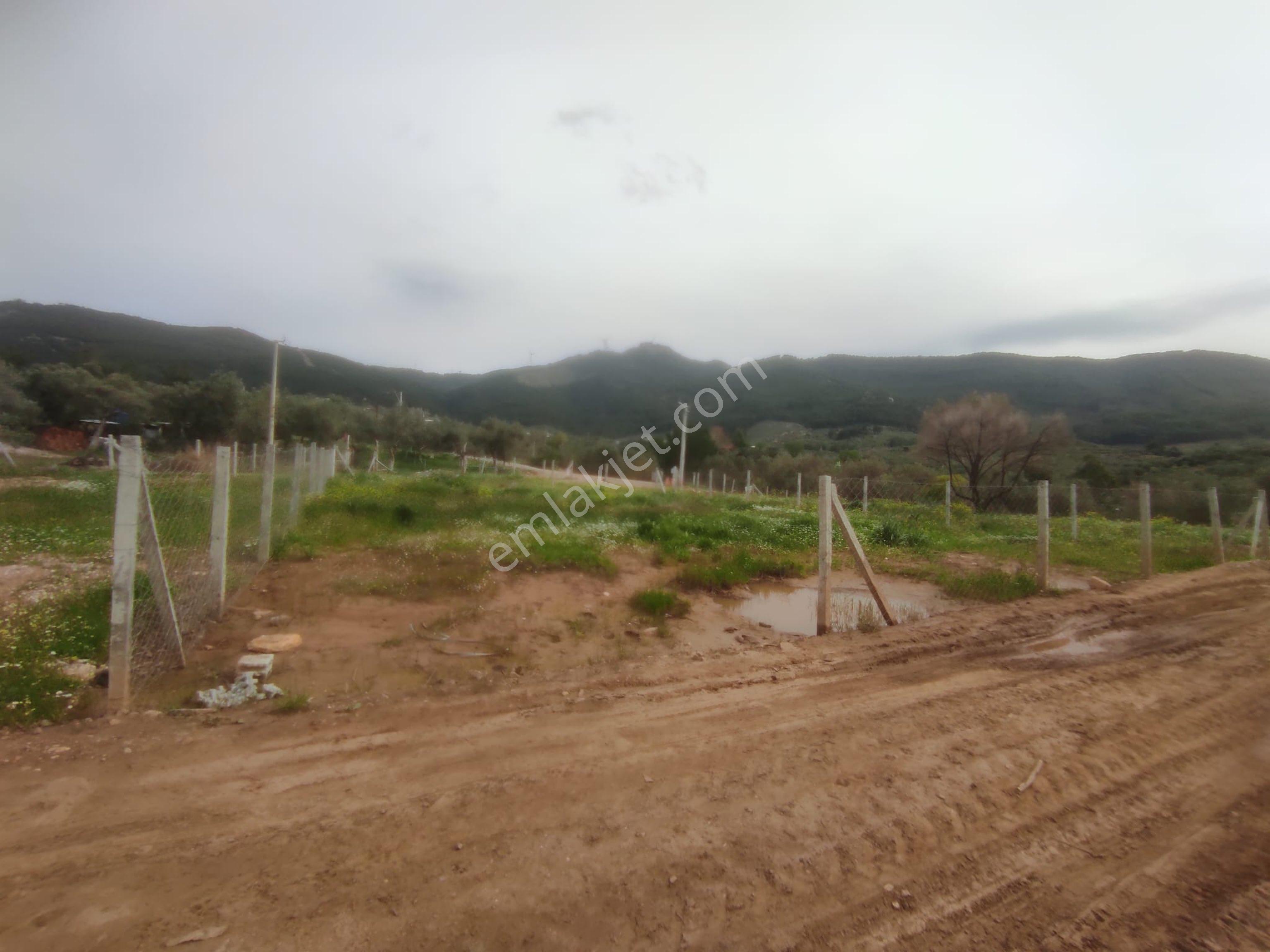 Kemalpaşa Cumalıda 550 M2 Bağ - Görsel 2