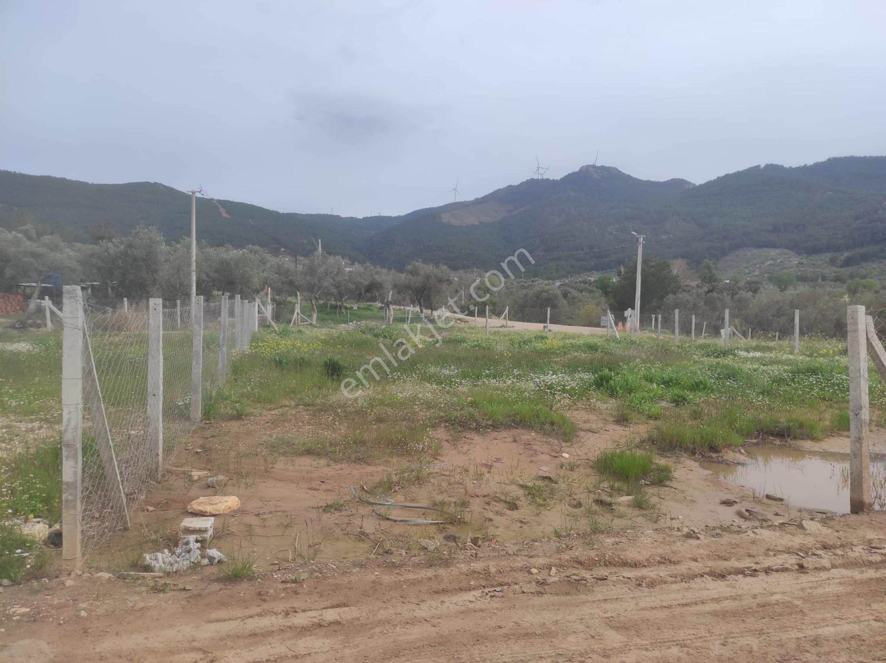 Kemalpaşa Cumalıda 550 M2 Bağ