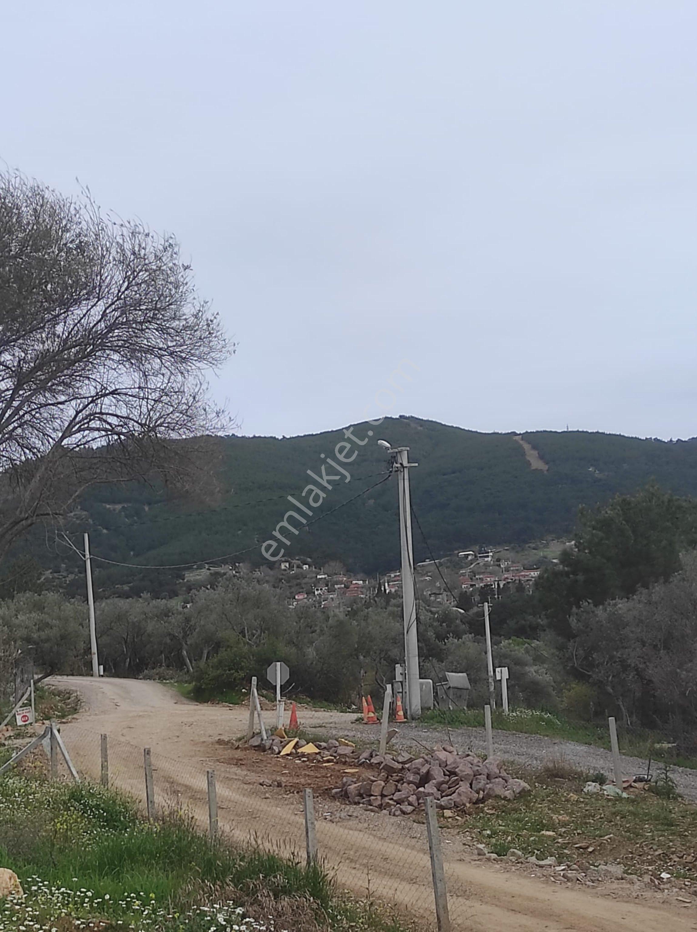 Kemalpaşa Cumalıda 550 M2 Bağ - Görsel 27