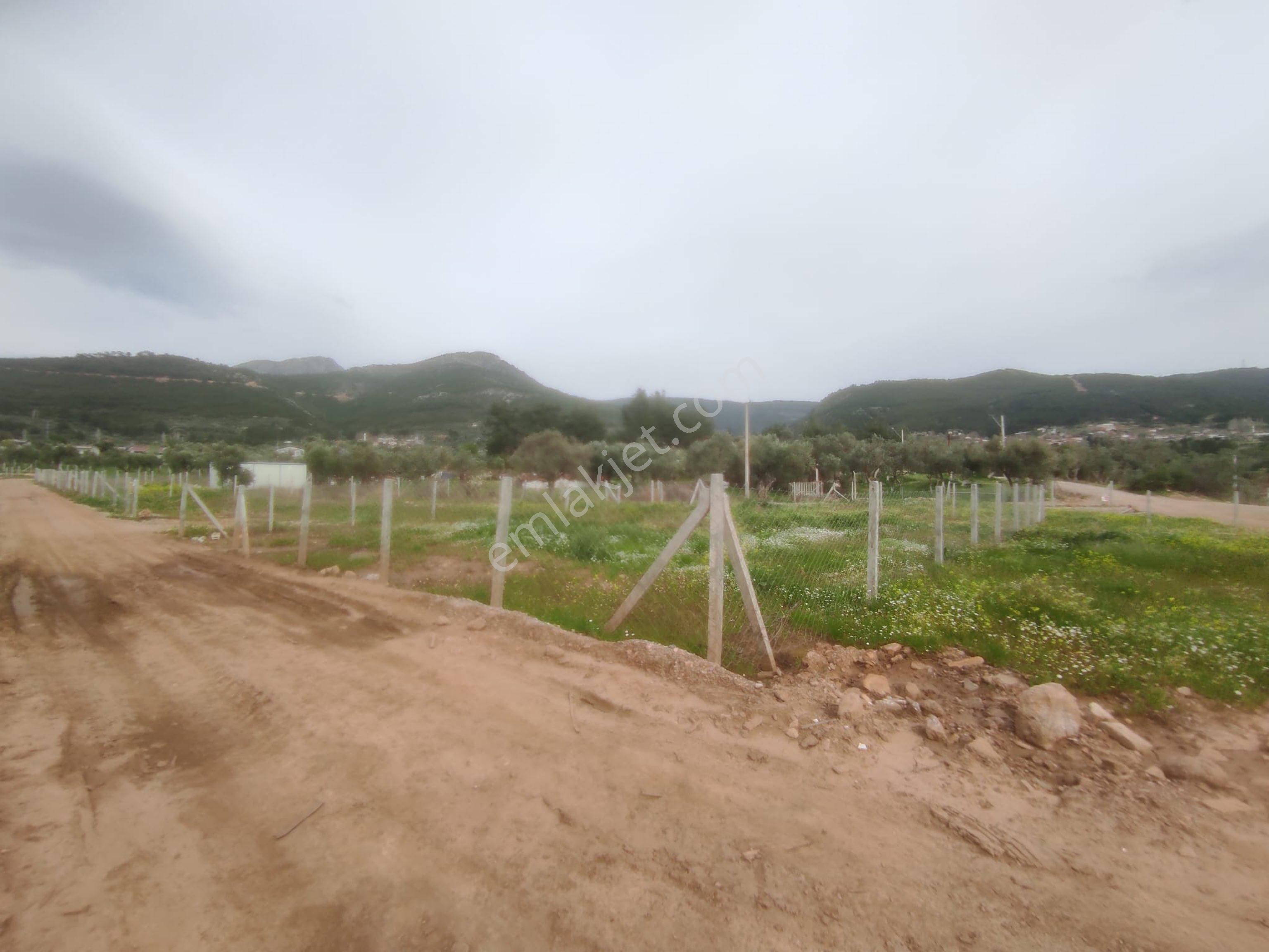 Kemalpaşa Cumalıda 550 M2 Bağ - Görsel 7